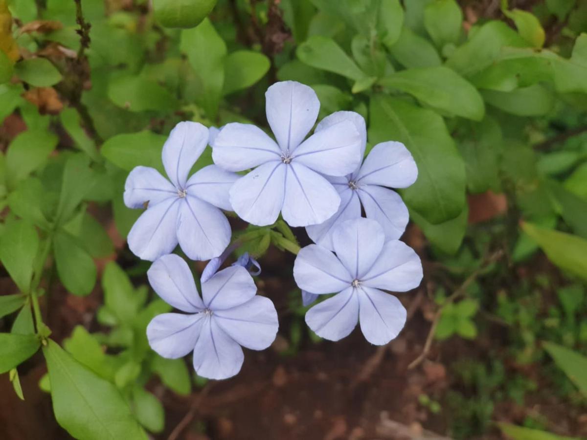 Amritham Holidays Homestay Trivandrum Thiruvananthapuram Buitenkant foto