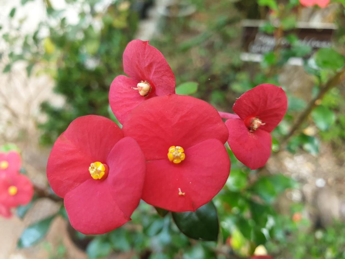 Amritham Holidays Homestay Trivandrum Thiruvananthapuram Buitenkant foto