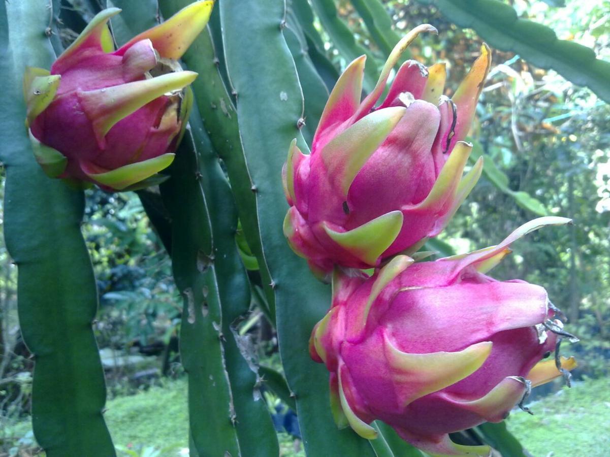 Amritham Holidays Homestay Trivandrum Thiruvananthapuram Buitenkant foto